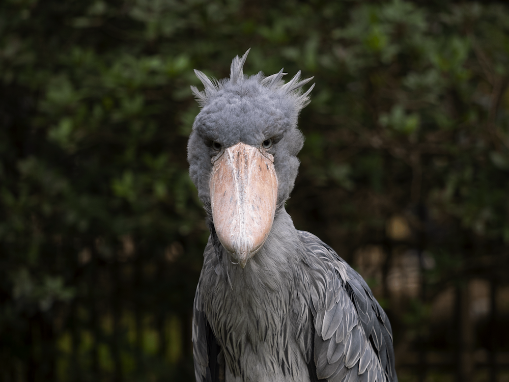 ハシビロコウのしずか