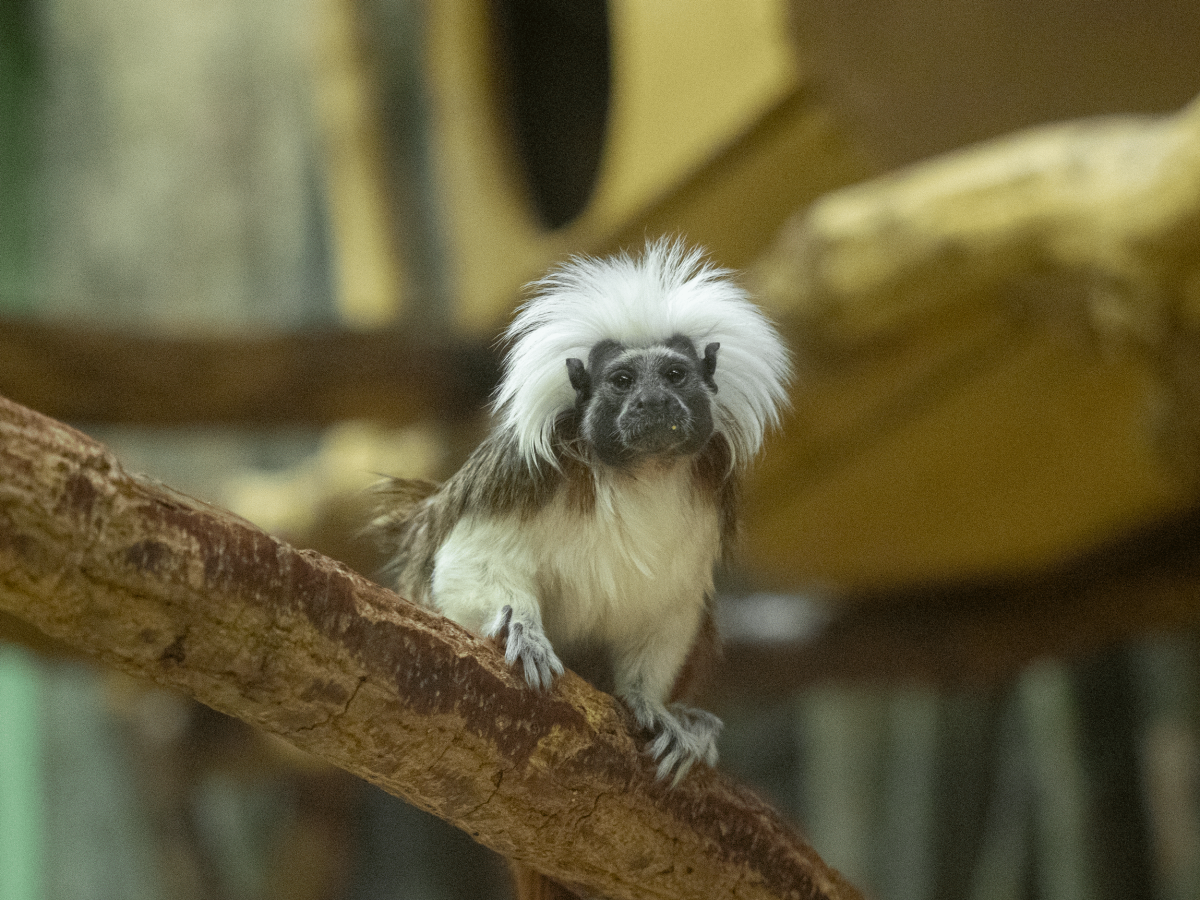 ワタボウシタマリン