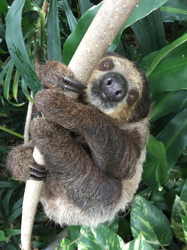 フタユビナマケモノのお父さん