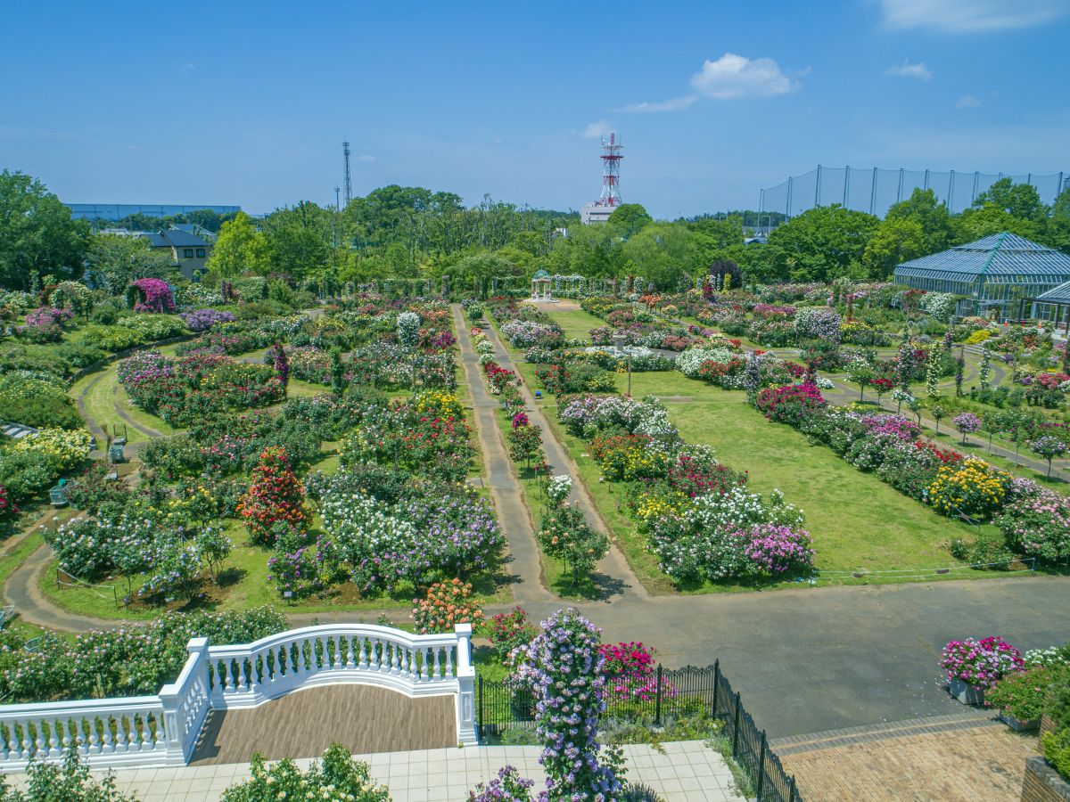 千葉の花スポット】バラ好きなら1度は訪れたい「京成バラ園」の