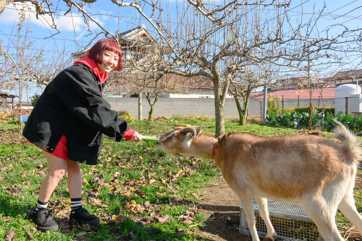 ヤギとご対面