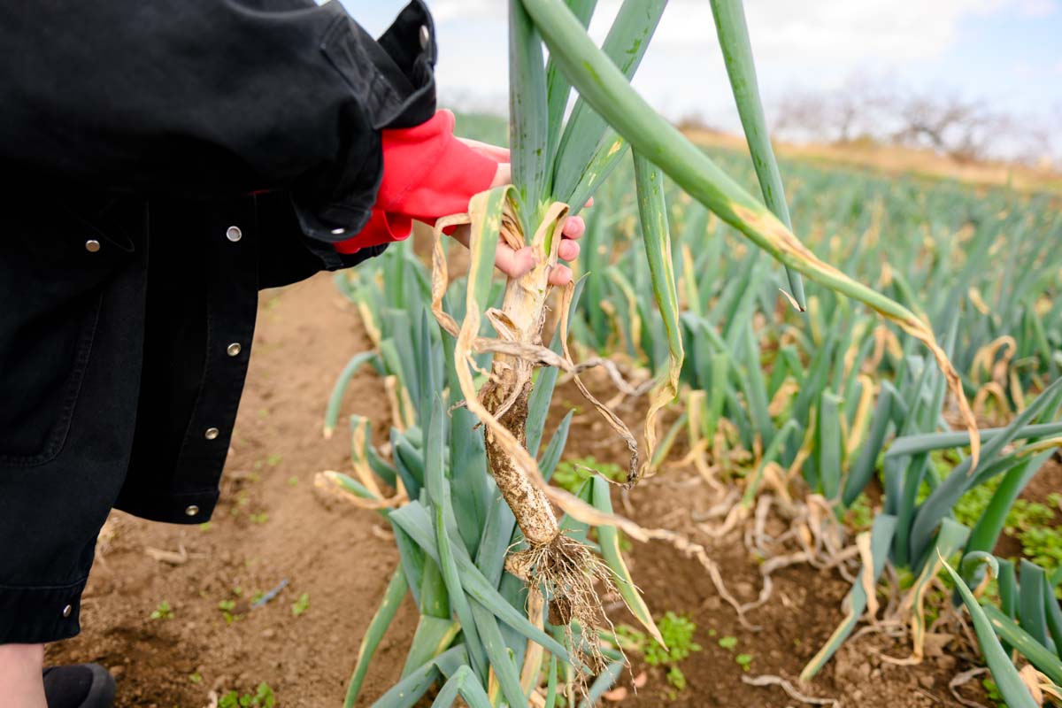 ズボッと抜けた!