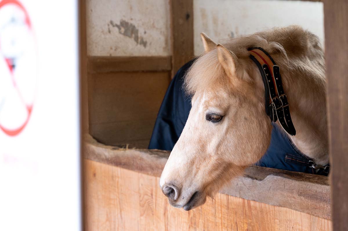 金刀比羅宮の神馬