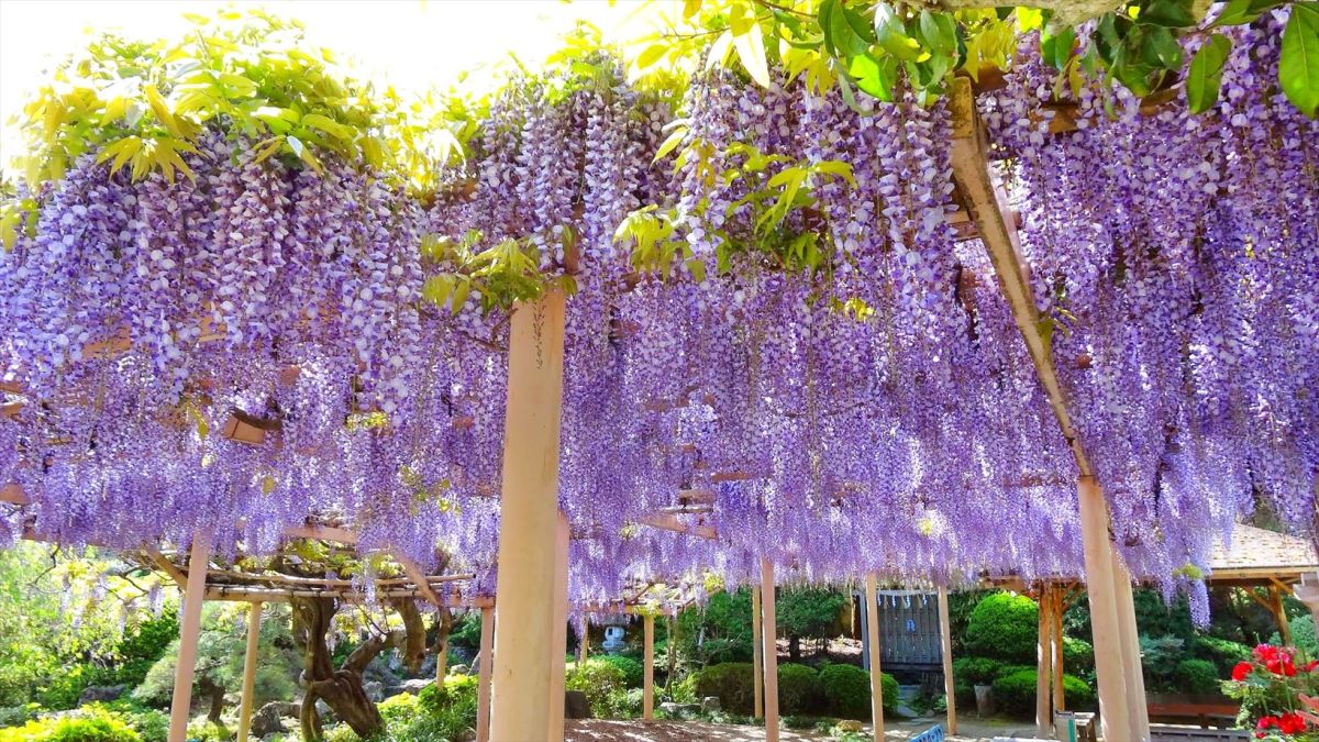 樹齢300年を誇る藤の木。1本の株から9本の枝に分かれており「九龍の藤」ともよばれている