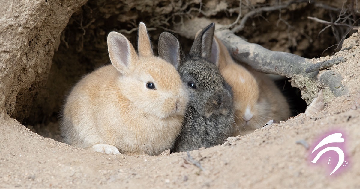 【2023年は卯年！】いま大注目のうさぎ写真家utaさんにインタビュー