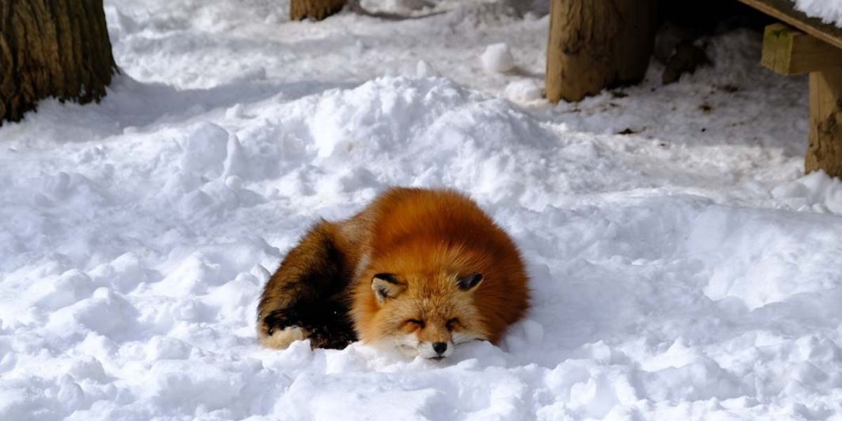 【宮城蔵王キツネ村】モフモフがたまらない！日本で唯一のキツネの動物園