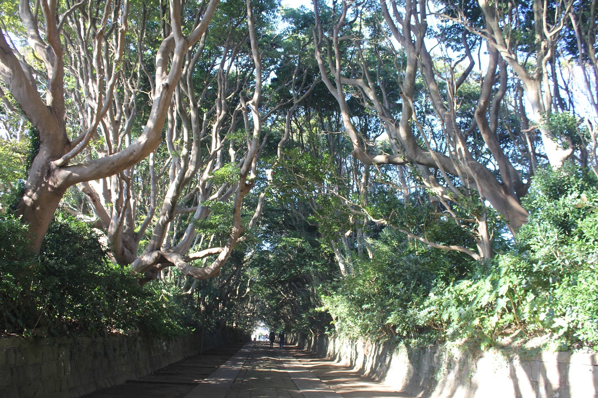 ミステリアスな樹形のタブノキの老大木やヤブツバキが生い茂る参道は、樹木のトンネルのよう