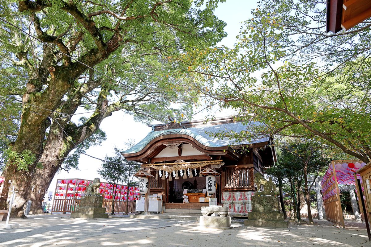 拝殿のそばにはご神木のクスノキが立っています