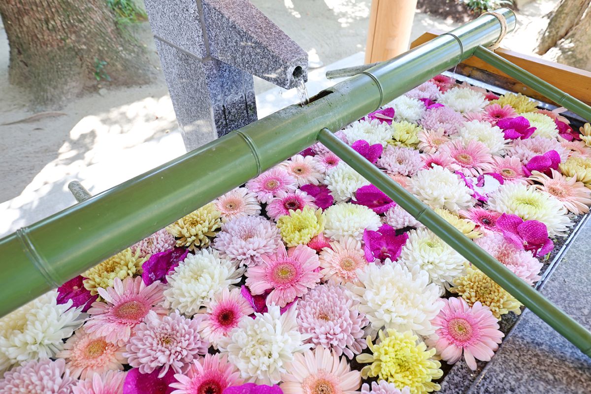 「花手水」。花は季節にとって色や種類はさまざま。