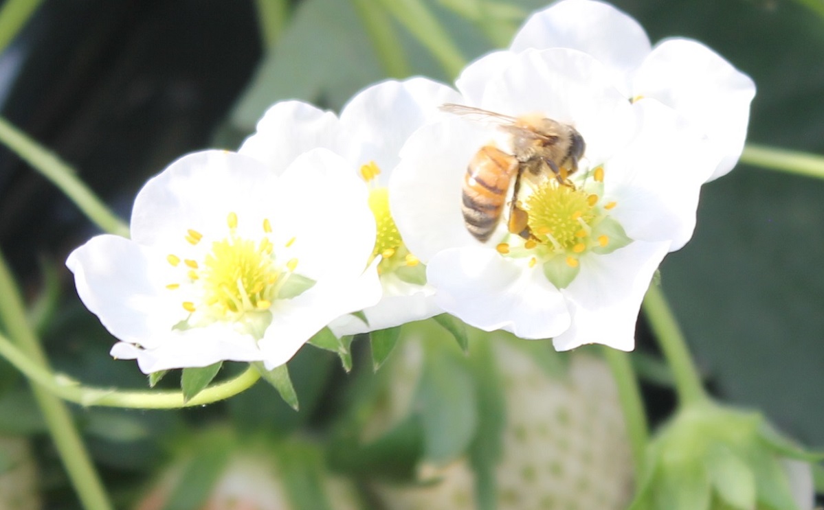 交配に大活躍。松本さんと一緒にイチゴを育てる働き者のミツバチ