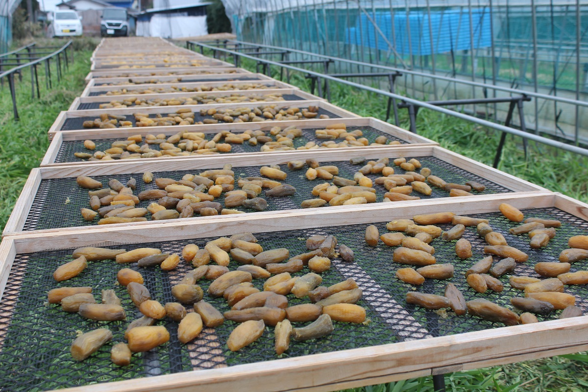 乾燥させます。現在は機械ぼしが主流ですが、加藤さんは天日ぼしを続けています