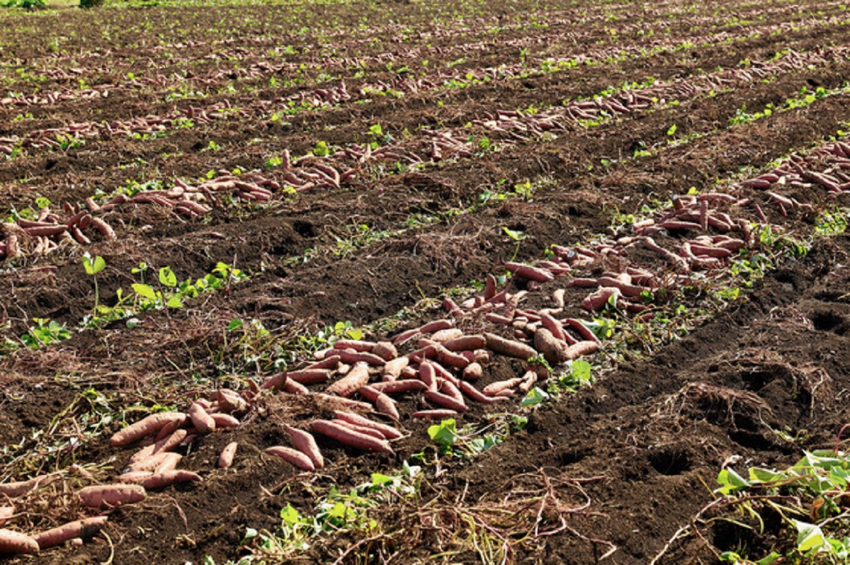 風、土、太陽。茨城の風土はほしいも作りに最適