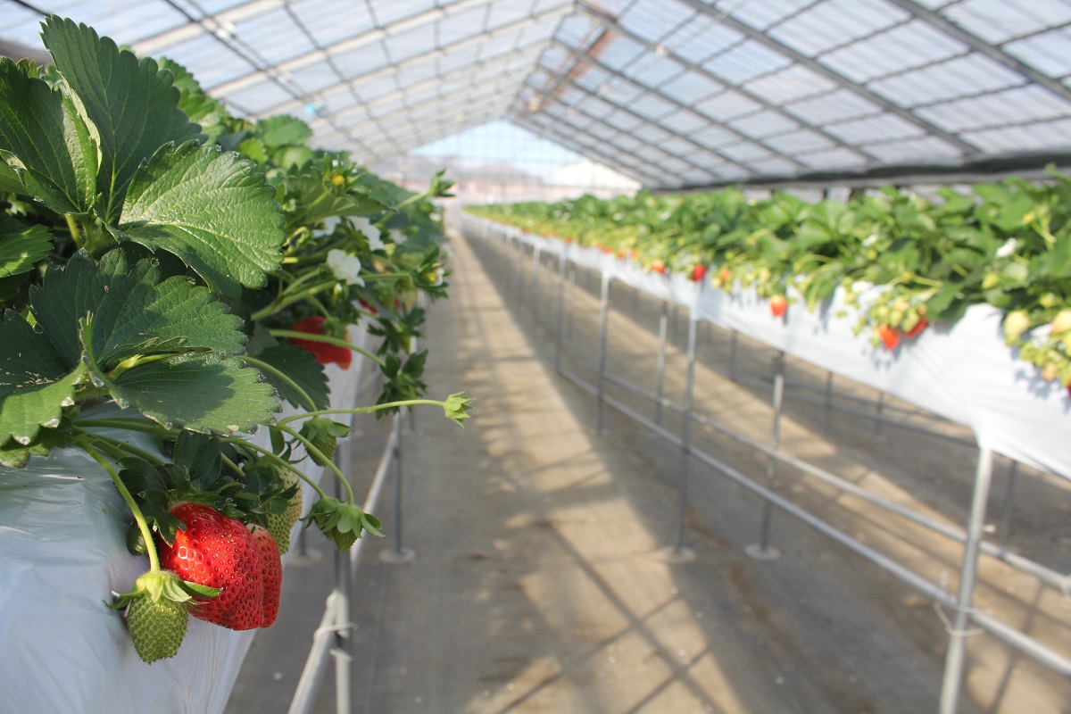 イチゴ狩りも完全予約制で行っています