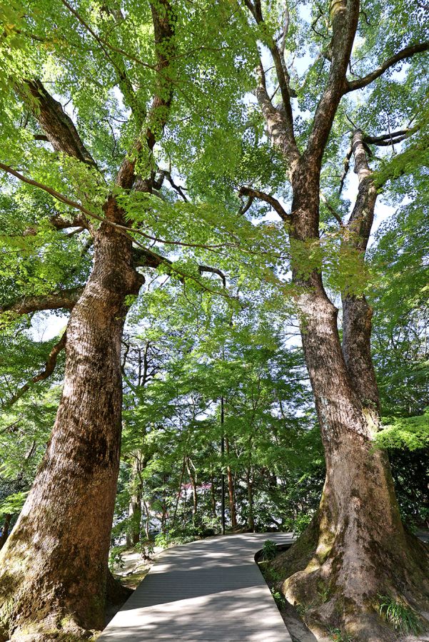 木漏れ日が美しい参道