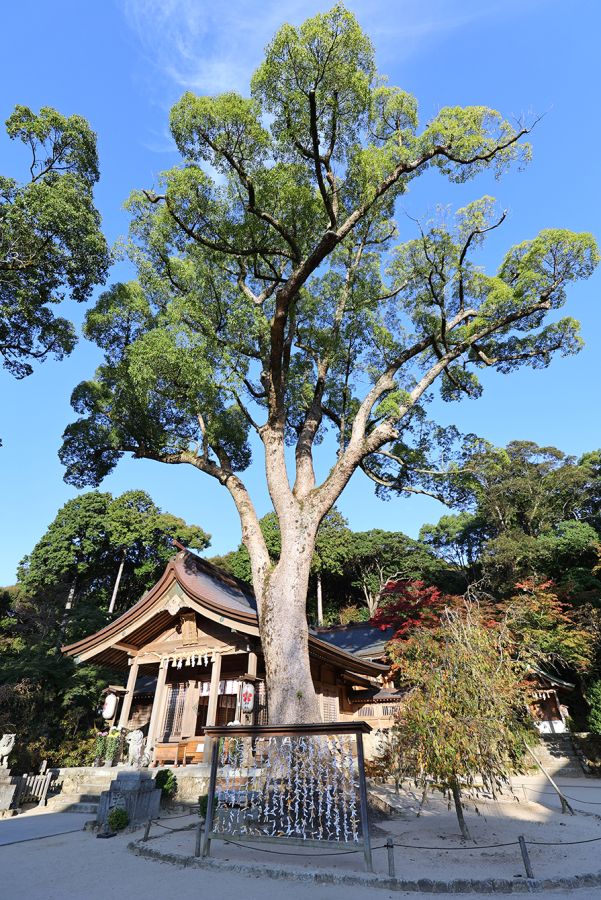 本殿のそばに立つ立派なご神木