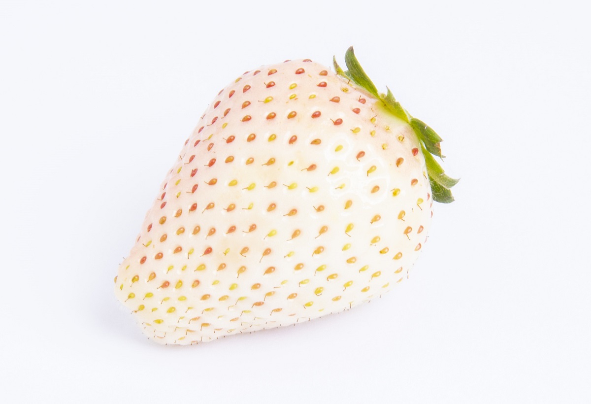 ミルキーベリー