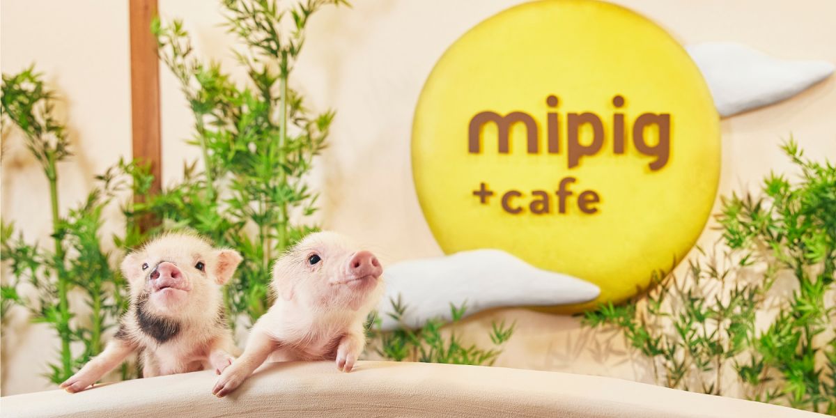 京都の新京極通りに登場!マイクロブタとふれあえる「mipig cafe」