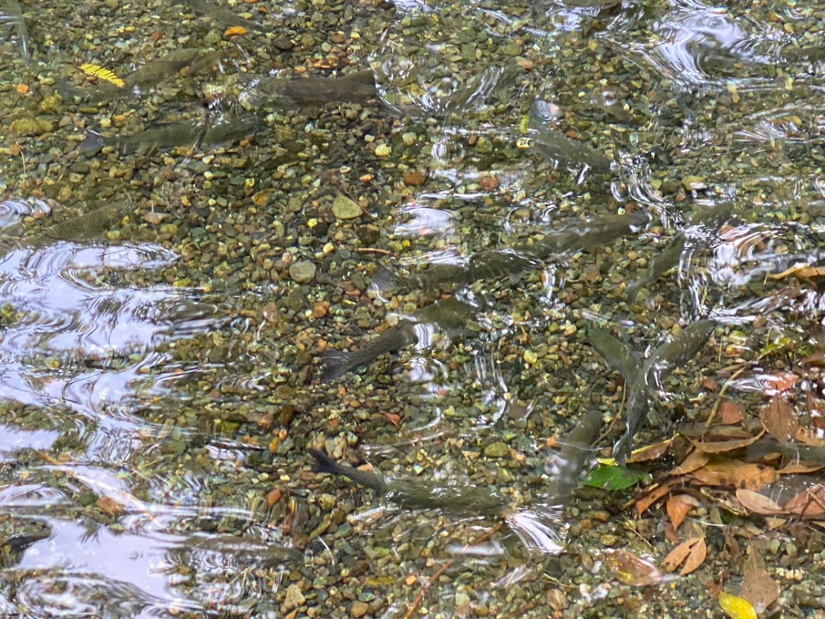 水が澄んでいてニジマスがよく見えます