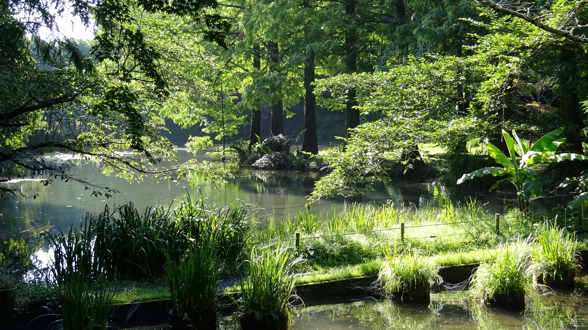 新緑がまぶしい夏。初夏には蛍も