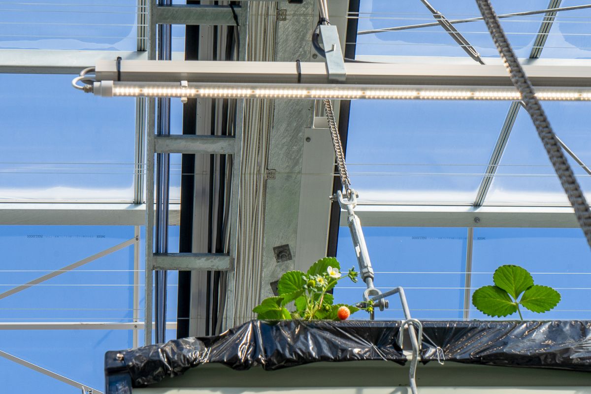 夜もいちご狩りができるようハウス内にはLED照明を設置