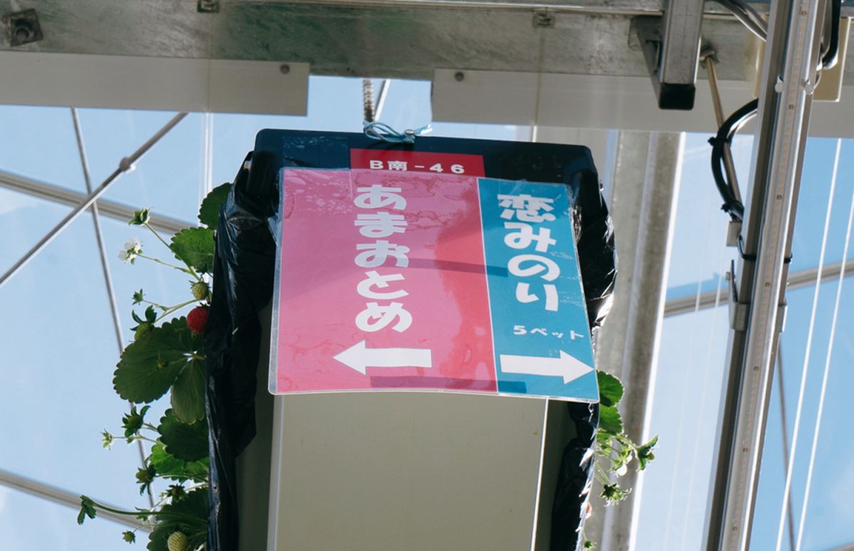 栽培されているいちごの種類は、表示をチェック