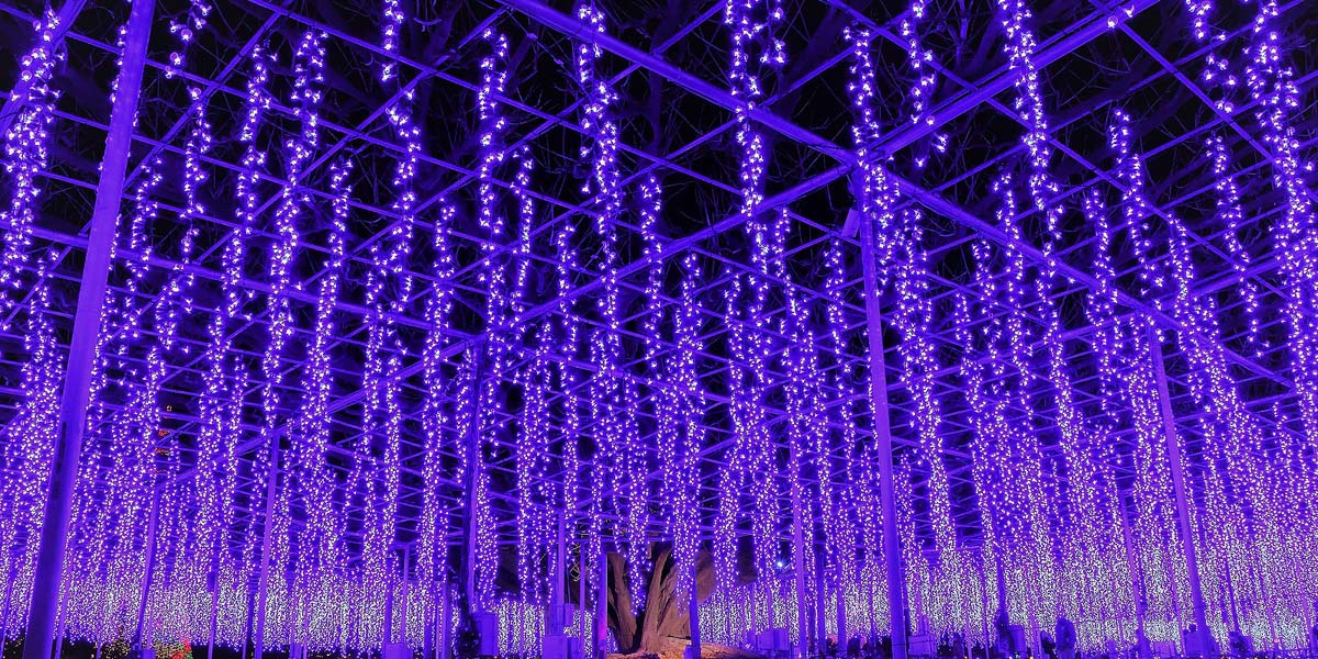 あしかがフラワーパーク「光の花の庭」