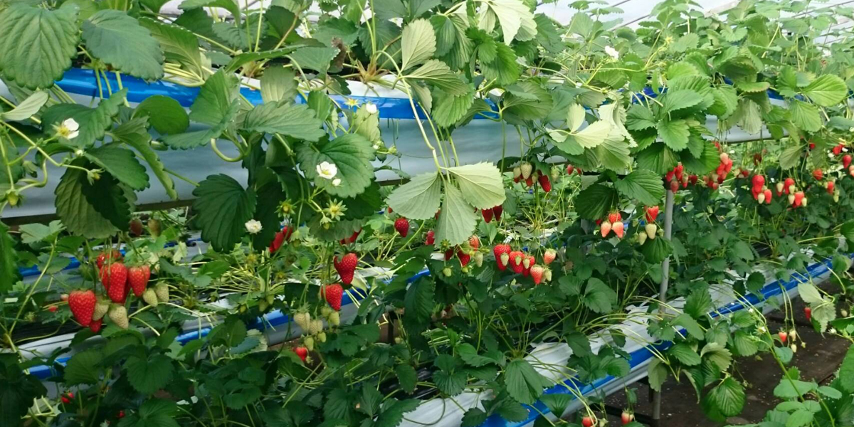 岐阜のいちご狩りおすすめスポット（2025年最新版） 安くて人気の食べ放題もご紹介！