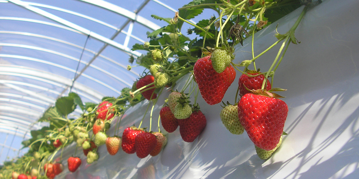 兵庫のいちご狩りおすすめスポット（2025年最新版） 安くて人気の食べ放題もご紹介！