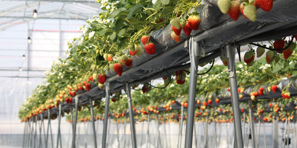 岡山のいちご狩りおすすめスポット（2025年最新版） 安くて人気の食べ放題もご紹介！