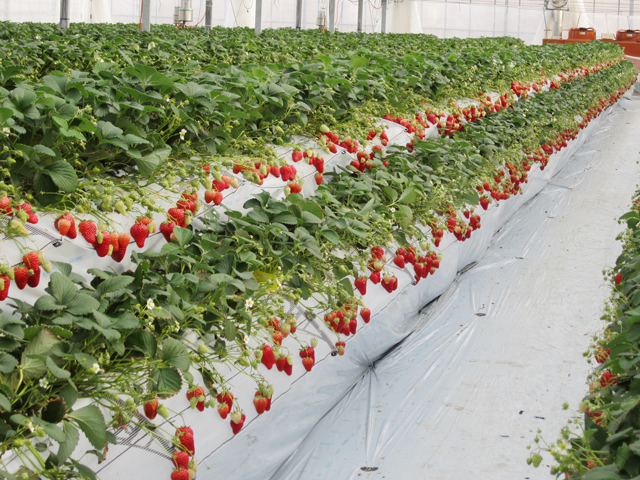 徳島のいちご狩りおすすめスポット（2025年最新版） 安くて人気の食べ放題もご紹介！