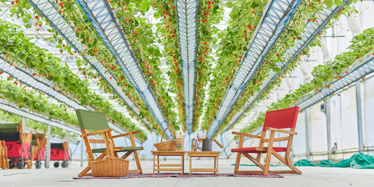 「空飛ぶいちごハウス」GREENARIUM淡路島でいちごピクニックや島食材のBBQを満喫!