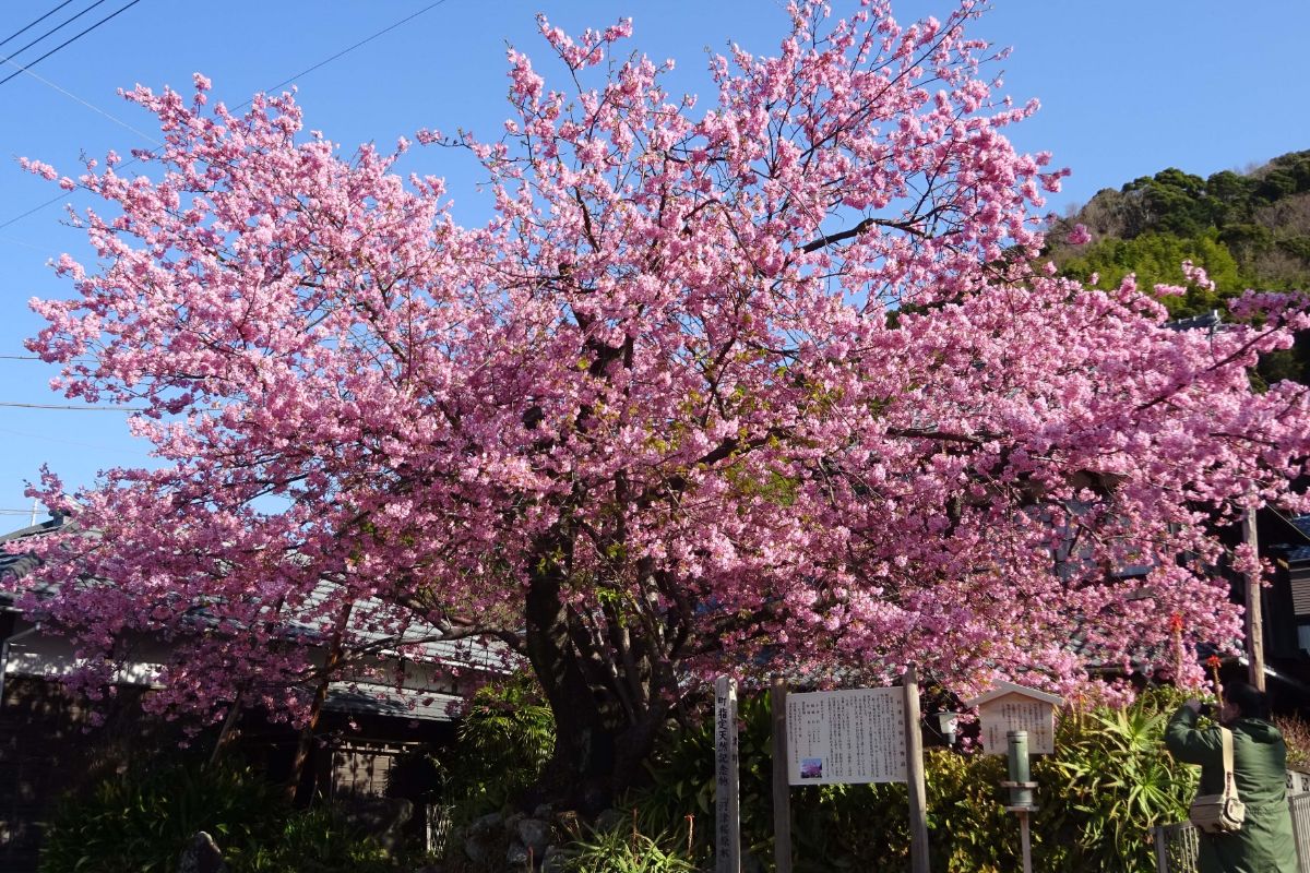 画像提供：河津町観光協会