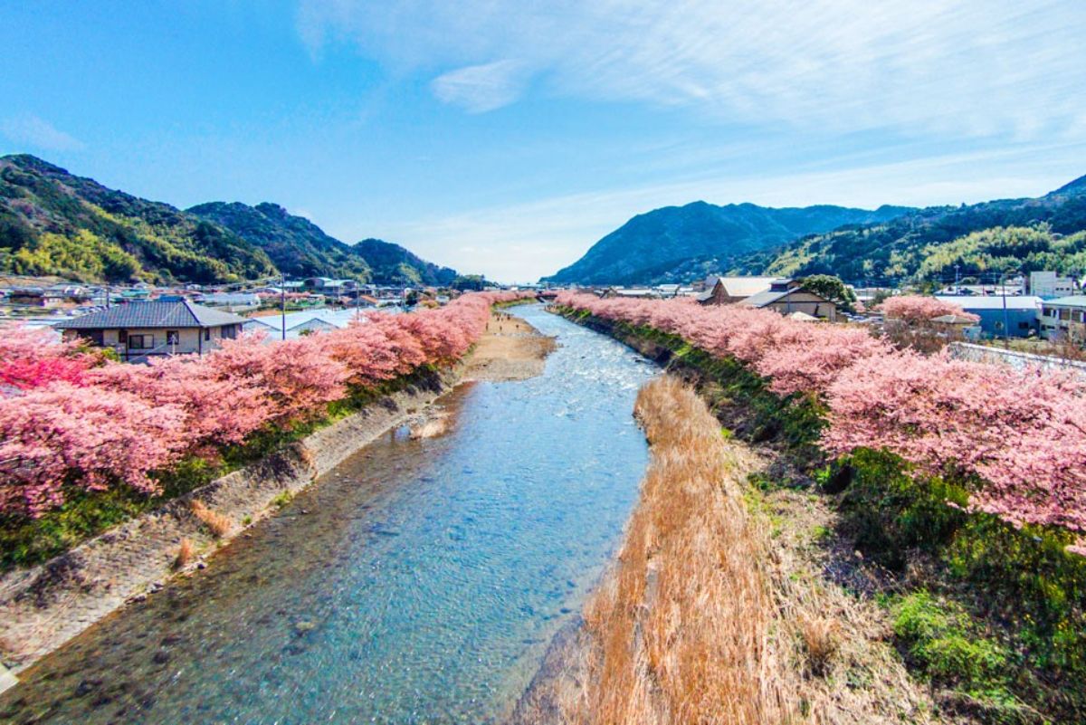 画像提供：河津町観光協会