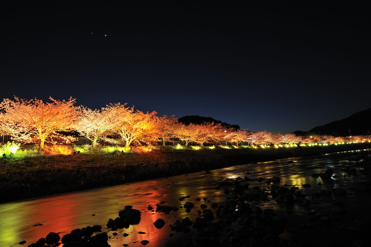 画像提供：河津町観光協会