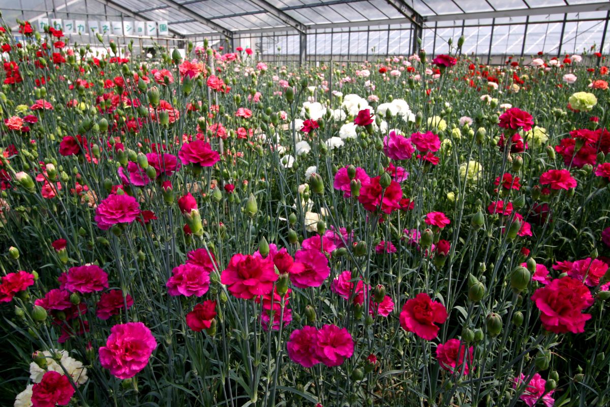 画像提供：河津町観光協会