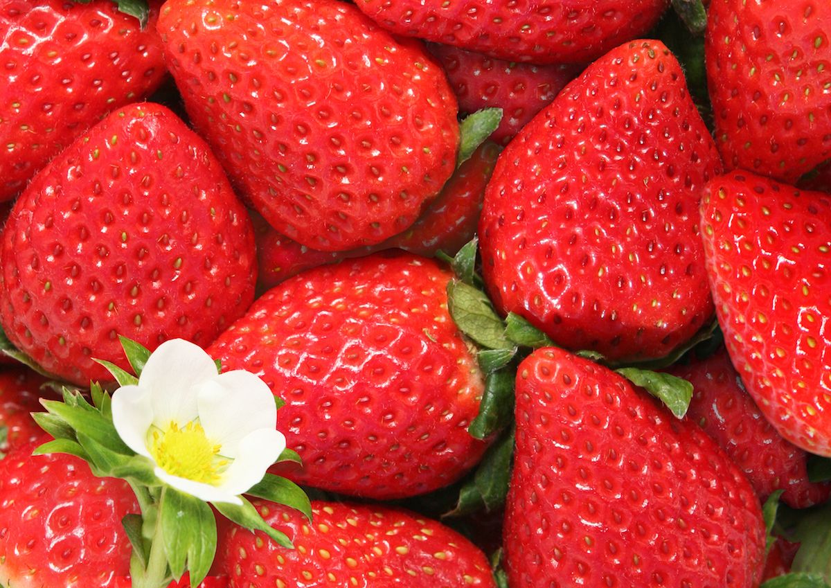 福島県いわき市「ふくはる香」（配布）