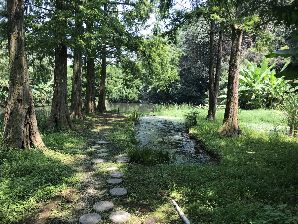 生きた化石といわれる「メタセコイア並木」