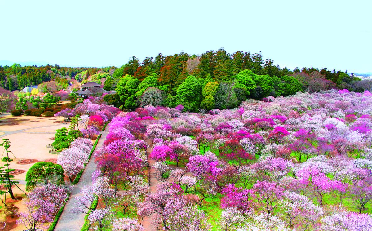 日本有数の梅の名所も今が最盛期