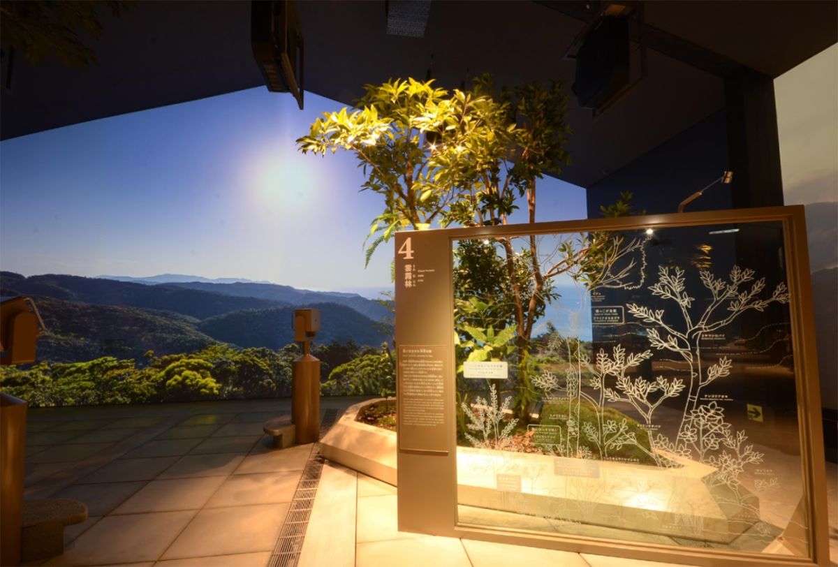 雲霧林を再現したジオラマ