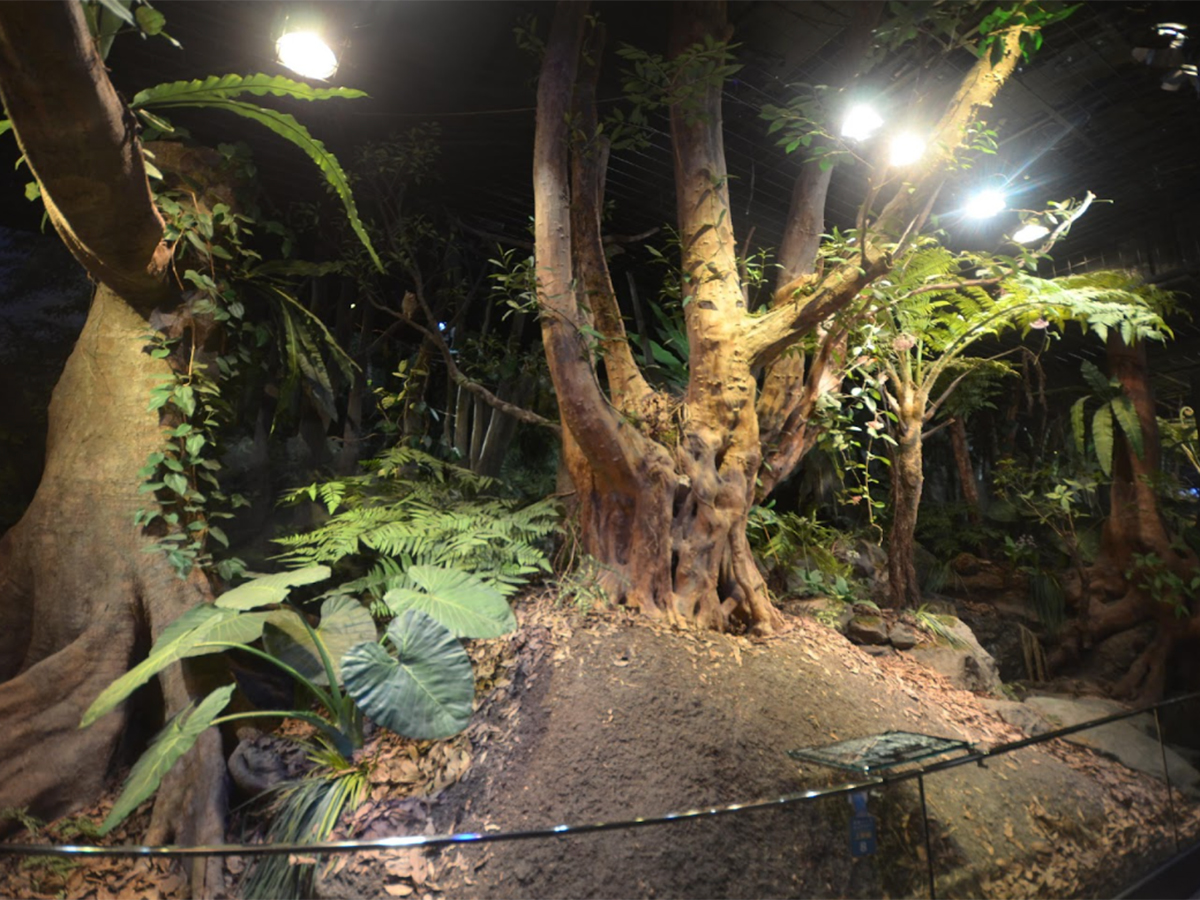 夕方〜夜の森を再現した「森の道」