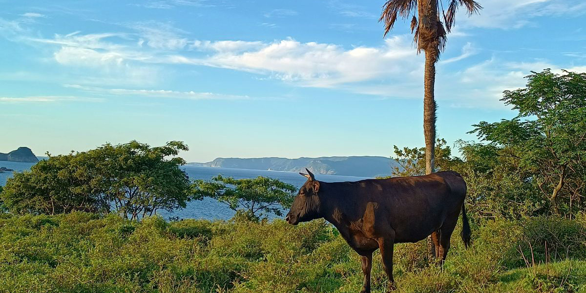 火山が生んだ雄大な大地と海！古民家に泊まって一夜干し体験やクルージング、魚介豊富なイタリアンなど隠岐ジオパークを満喫する旅【B&Bあとど（島根県 海士町）】