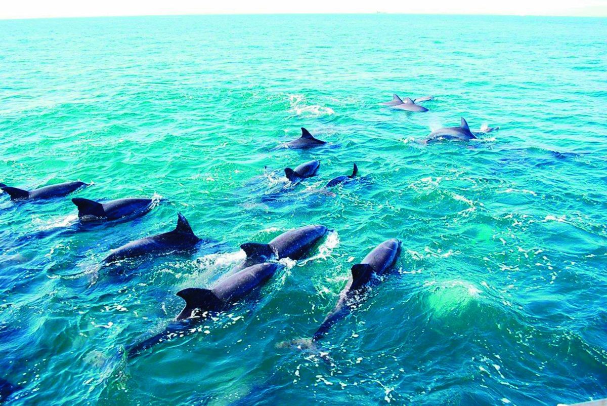 イルカウォッチング