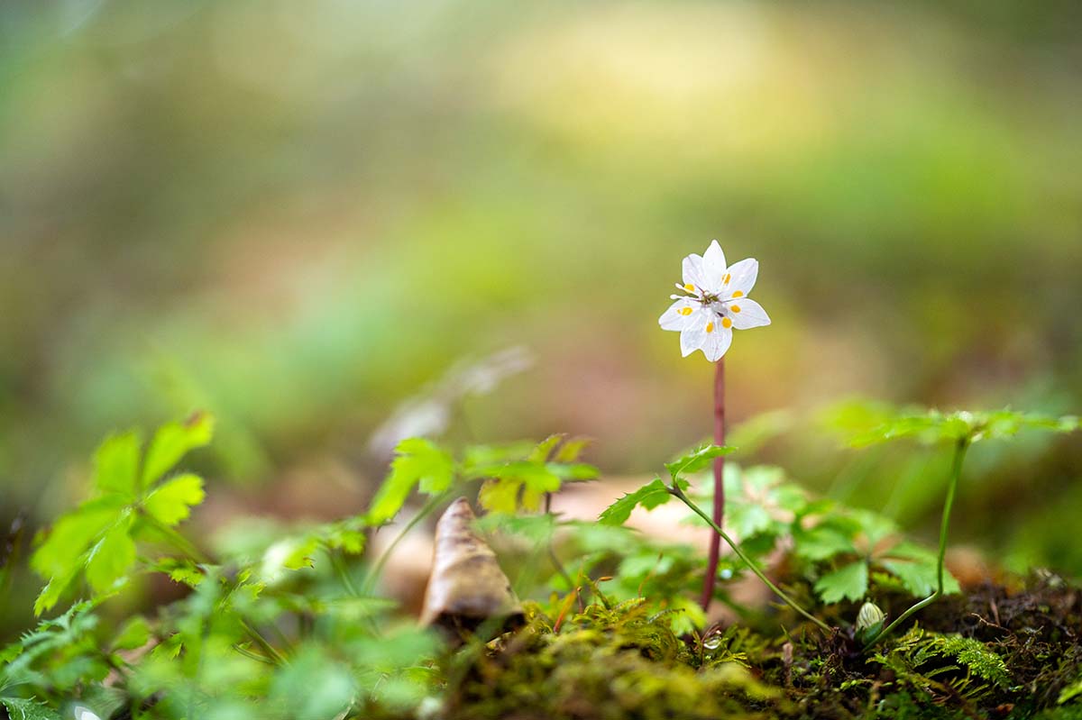 バイカオウレン