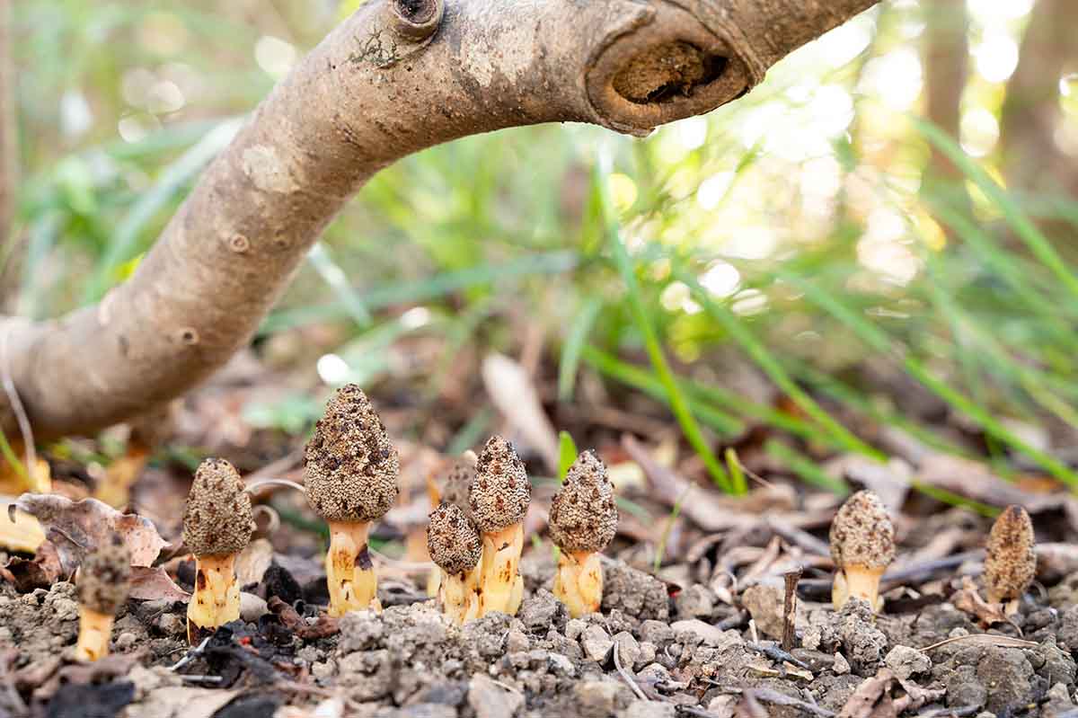 キイレツチトリモチ