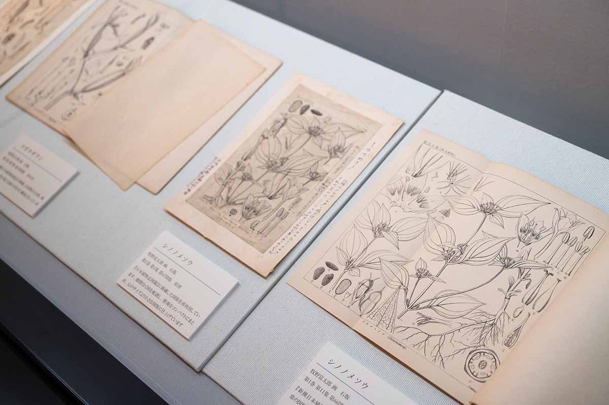 牧野植物園 展示館 植物図