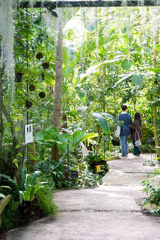 牧野植物園　温室