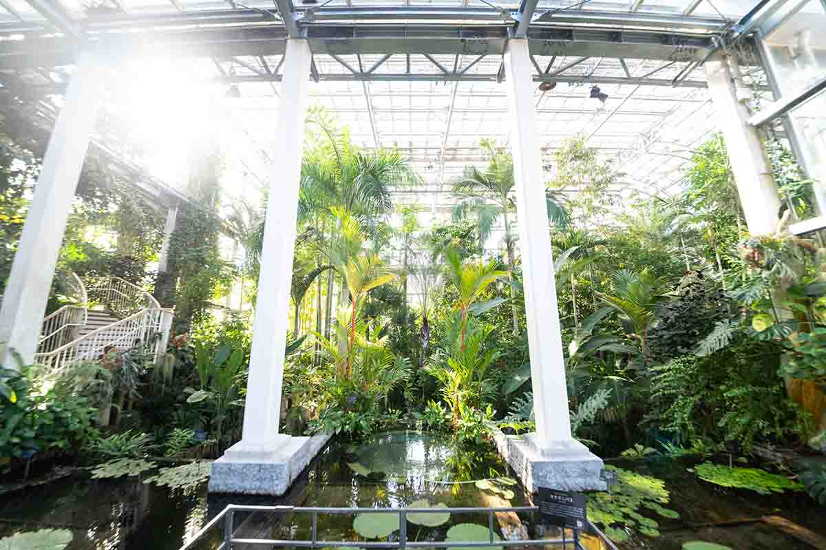 牧野植物園　温室