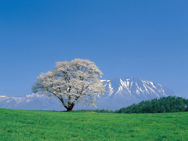 【2025年最新】岩手県のお花見スポット15選 桜の見頃の時期から鑑賞する穴場・ライトアップが見れる場所までご紹介