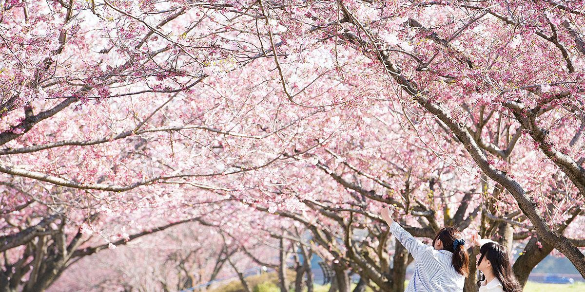 【2025年最新】栃木県のお花見スポット18選 桜の見頃の時期から鑑賞する穴場・ライトアップが見れる場所までご紹介