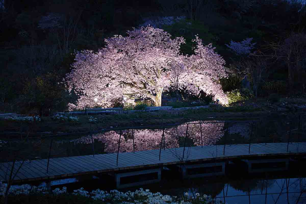 牧野植物園　仙台屋
